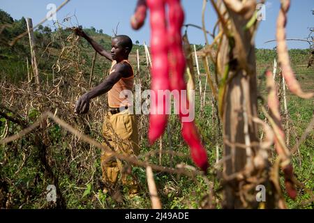 Emmanuel Nkundimana, 27 ans, femme Claudine Uwamahoro, 23 ans et enfant. Village de Karaba, cellule de Mwumba, secteur de Busengo, district de Gakenke. Ici, il apporte une partie de sa récolte de haricots à partir de terres louées dans les marais. Il était orphelin, a perdu les deux parents en 1998 à 14 ans et s'est occupé de sa jeune sœur. Avant le programme, il avait l'habitude de travailler sur la terre d'autres personnes pour gagner assez pour manger. Avec le cochon qu'il a obtenu du programme il a vendu les porcelets et acheté une vache. Maintenant, il loue des terres à la ferme et a un compte d'épargne avec SACCO. Photo de Mike Goldwater Banque D'Images