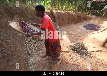 Emmanuel Nkundimana, 27 ans, femme Claudine Uwamahoro, 23 ans et enfant. Village de Karaba, cellule de Mwumba, secteur de Busengo, district de Gakenke. Ici, il apporte une partie de sa récolte de haricots à partir de terres louées dans les marais. Il était orphelin, a perdu les deux parents en 1998 à 14 ans et s'est occupé de sa jeune sœur. Avant le programme, il avait l'habitude de travailler sur la terre d'autres personnes pour gagner assez pour manger. Avec le cochon qu'il a obtenu du programme il a vendu les porcelets et acheté une vache. Maintenant, il loue des terres à la ferme et a un compte d'épargne avec SACCO. Photo de Mike Goldwater Banque D'Images