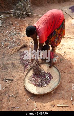 Emmanuel Nkundimana, 27 ans, femme Claudine Uwamahoro, 23 ans et enfant. Village de Karaba, cellule de Mwumba, secteur de Busengo, district de Gakenke. Ici, il apporte une partie de sa récolte de haricots à partir de terres louées dans les marais. Il était orphelin, a perdu les deux parents en 1998 à 14 ans et s'est occupé de sa jeune sœur. Avant le programme, il avait l'habitude de travailler sur la terre d'autres personnes pour gagner assez pour manger. Avec le cochon qu'il a obtenu du programme il a vendu les porcelets et acheté une vache. Maintenant, il loue des terres à la ferme et a un compte d'épargne avec SACCO. Photo de Mike Goldwater Banque D'Images