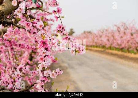 Floraison des arbres de pêche dans les champs de fruits de la ville d'Aitona, Lleida, Espagne. Banque D'Images