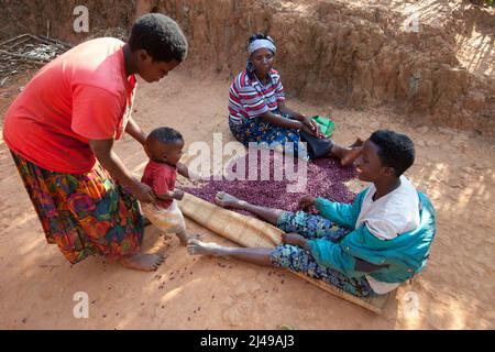 Emmanuel Nkundimana, 27 ans, femme Claudine Uwamahoro, 23 ans et enfant. Village de Karaba, cellule de Mwumba, secteur de Busengo, district de Gakenke. Ici, il apporte une partie de sa récolte de haricots à partir de terres louées dans les marais. Il était orphelin, a perdu les deux parents en 1998 à 14 ans et s'est occupé de sa jeune sœur. Avant le programme, il avait l'habitude de travailler sur la terre d'autres personnes pour gagner assez pour manger. Avec le cochon qu'il a obtenu du programme il a vendu les porcelets et acheté une vache. Maintenant, il loue des terres à la ferme et a un compte d'épargne avec SACCO. Photo de Mike Goldwater Banque D'Images