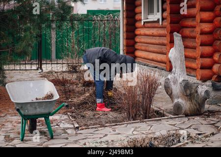 Femme travailleuse agricole en pente, en désherbage de cour, en ramassant des plantes séchées, de l'herbe dans la brouette pour le compost futur. Soin du sol Banque D'Images