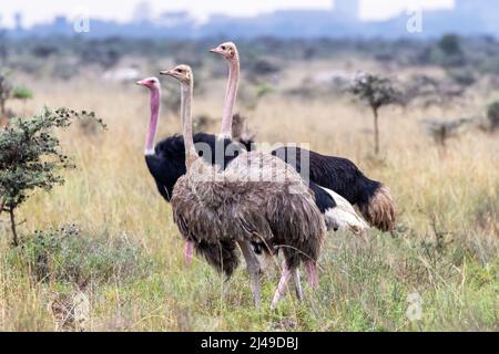 Autruche femelle, struthio camelus, avec deux mâles adultes, parc national de Nairobi, Kenya. Les bâtiments de la ville peuvent être vus en arrière-plan. Banque D'Images