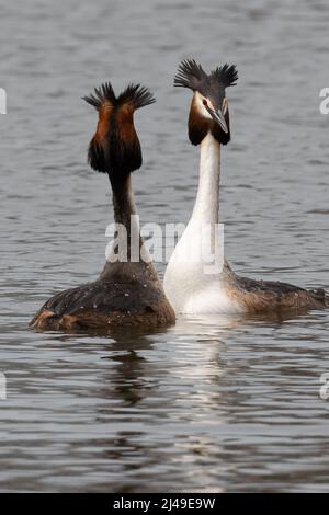 Paire de grands grebes à crête avec des panaches de tête soulevées dans un écran complexe de liaison de paire Banque D'Images