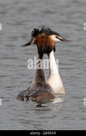 Paire de grands grebes à crête avec des panaches à tête relevée dans un écran complexe de liaison de paire Banque D'Images