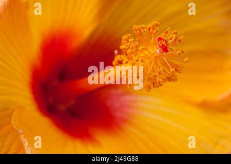 Organes reproducteurs de fleurs d'hibiscus. Les grains de pollen sont déversés des anthères mâles vers les organes reproductifs femelles. Banque D'Images