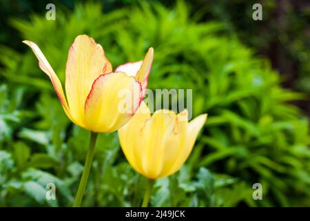 Deux tulipes jaunes sur fond vert jardin Gros plan Banque D'Images