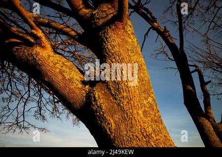 Tree Thaxted Essex Angleterre Royaume-Uni février 2022 Banque D'Images