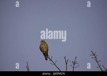 Kestrel femelle perching - Falco tinnunculus Banque D'Images
