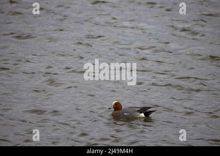 Wigeon (mâle) - Anas Penélope - Wigeon eurasien Banque D'Images