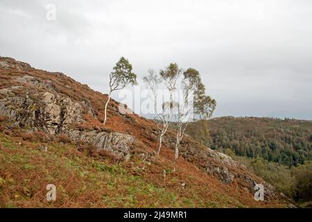 Un peuplement de Birch d'argent poussant sur Holme est tombé au-dessus de Tilberthwaite le Lake District Coniston Cumbria Angleterre Banque D'Images