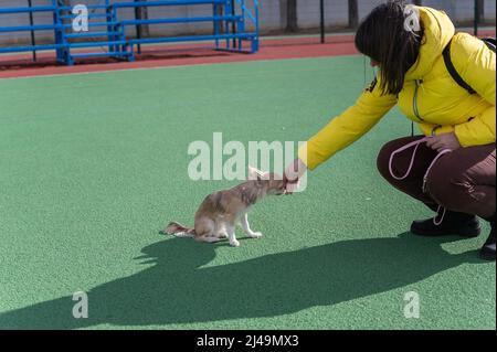 Une femme adulte dans une veste jaune accepte un chien en marchant. Un petit chien Chihuahua se trouve sur la surface verte d'un stade sportif. Vue latérale. Jour. S Banque D'Images