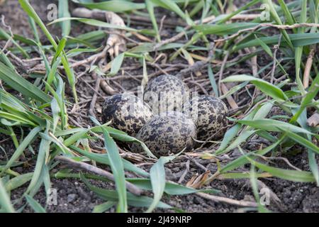 Kiebitz-Gelege, embrayage de lapwing nord, Vanellus vanellus Banque D'Images