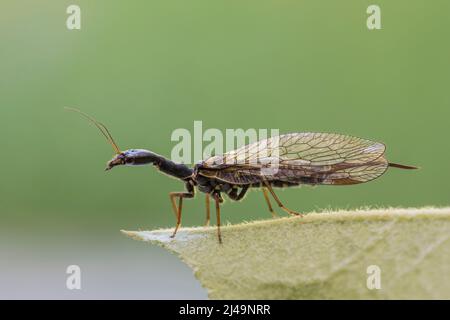 Kamelhalsfliege, Snakeflies, Raphidioptera Banque D'Images