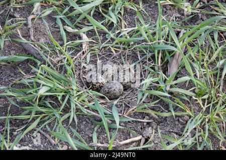 Kiebitz-Gelege, embrayage de lapwing nord, Vanellus vanellus Banque D'Images