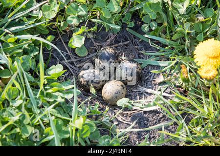 Kiebitz-Gelege, embrayage de lapwing nord, Vanellus vanellus Banque D'Images