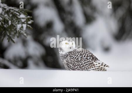 Schnee-Eule, hibou des neiges, Bubo scandiacus Banque D'Images