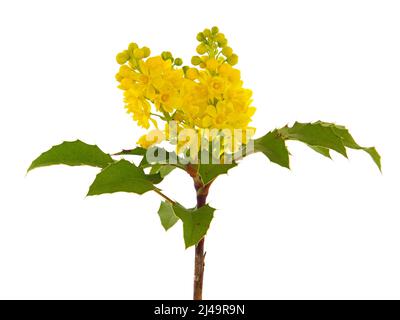 Fleur jaune de raisin de l'Oregon isolée sur blanc, Mahonia aquifolium Banque D'Images