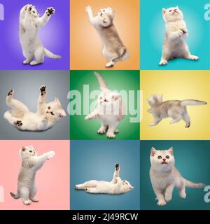 Collection de jolis chatons britanniques blancs sur des fonds multicolores. Collage. Concept de soins pour animaux. Clipart pour cartes postales. Banque D'Images