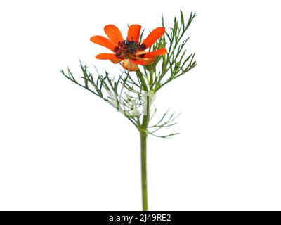 Fleur orange rouge de la plante de l'oeil de faisan d'été isolée sur blanc, Adonis aestivalis Banque D'Images