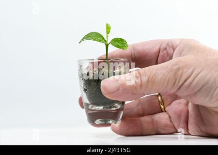 Main tenant une plantule d'un citronnier dans un petit verre, la plante vivante comme la nature et la métaphore verte d'affaires pour le soin, la patience, la croissance et le succès, W Banque D'Images
