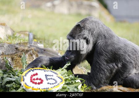 Allemagne, Berlin, 13 avril 2022. Fatou, la plus ancienne gorille féminine du monde, célèbre son anniversaire de 65th ans au zoo de Berlin. Fatou reçoit un gâteau d'anniversaire pour son anniversaire.Fatou est un gorille des basses terres de l'ouest qui vit dans le jardin zoologique de Berlin depuis 1959. Banque D'Images