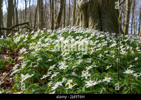 Fleurs printanières dans la forêt, anémone de bois en fleurs (Anemonoides nemorosa) avec des pétales blancs et du pollen jaune sous les troncs d'arbres foncés, espace de copie, sel Banque D'Images