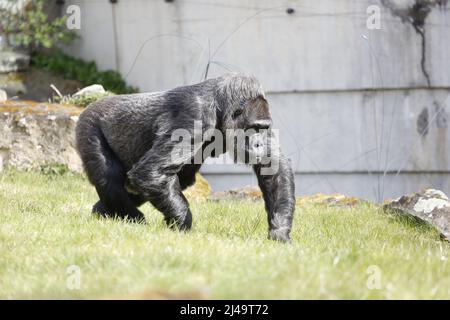 Allemagne, Berlin, 13 avril 2022. Fatou, la plus ancienne gorille féminine du monde, célèbre son anniversaire de 65th ans au zoo de Berlin. Fatou reçoit un gâteau d'anniversaire pour son anniversaire.Fatou est un gorille des basses terres de l'ouest qui vit dans le jardin zoologique de Berlin depuis 1959. Banque D'Images