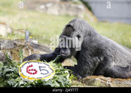 Allemagne, Berlin, 13 avril 2022. Fatou, la plus ancienne gorille féminine du monde, célèbre son anniversaire de 65th ans au zoo de Berlin. Fatou reçoit un gâteau d'anniversaire pour son anniversaire.Fatou est un gorille des basses terres de l'ouest qui vit dans le jardin zoologique de Berlin depuis 1959. Banque D'Images