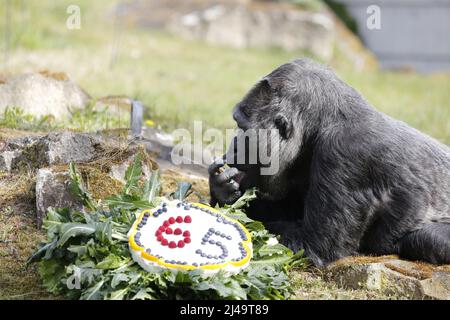 Allemagne, Berlin, 13 avril 2022. Fatou, la plus ancienne gorille féminine du monde, célèbre son anniversaire de 65th ans au zoo de Berlin. Fatou reçoit un gâteau d'anniversaire pour son anniversaire.Fatou est un gorille des basses terres de l'ouest qui vit dans le jardin zoologique de Berlin depuis 1959. Banque D'Images