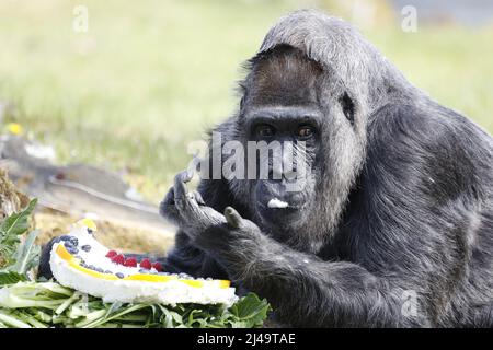 Allemagne, Berlin, 13 avril 2022. Fatou, la plus ancienne gorille féminine du monde, célèbre son anniversaire de 65th ans au zoo de Berlin. Fatou reçoit un gâteau d'anniversaire pour son anniversaire.Fatou est un gorille des basses terres de l'ouest qui vit dans le jardin zoologique de Berlin depuis 1959. Banque D'Images