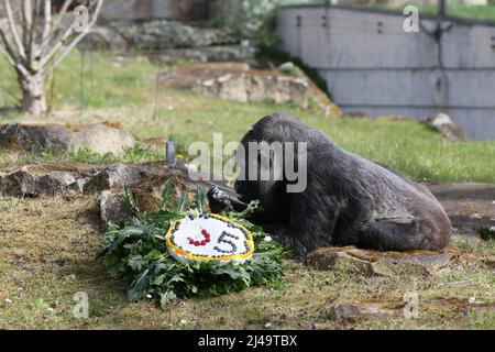 Allemagne, Berlin, 13 avril 2022. Fatou, la plus ancienne gorille féminine du monde, célèbre son anniversaire de 65th ans au zoo de Berlin. Fatou reçoit un gâteau d'anniversaire pour son anniversaire.Fatou est un gorille des basses terres de l'ouest qui vit dans le jardin zoologique de Berlin depuis 1959. Banque D'Images