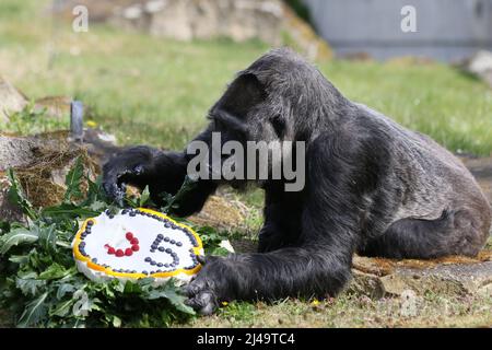 Allemagne, Berlin, 13 avril 2022. Fatou, la plus ancienne gorille féminine du monde, célèbre son anniversaire de 65th ans au zoo de Berlin. Fatou reçoit un gâteau d'anniversaire pour son anniversaire.Fatou est un gorille des basses terres de l'ouest qui vit dans le jardin zoologique de Berlin depuis 1959. Banque D'Images