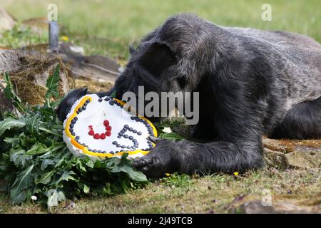 Allemagne, Berlin, 13 avril 2022. Fatou, la plus ancienne gorille féminine du monde, célèbre son anniversaire de 65th ans au zoo de Berlin. Fatou reçoit un gâteau d'anniversaire pour son anniversaire.Fatou est un gorille des basses terres de l'ouest qui vit dans le jardin zoologique de Berlin depuis 1959. Banque D'Images