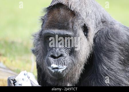 Allemagne, Berlin, 13 avril 2022. Fatou, la plus ancienne gorille féminine du monde, célèbre son anniversaire de 65th ans au zoo de Berlin. Fatou reçoit un gâteau d'anniversaire pour son anniversaire.Fatou est un gorille des basses terres de l'ouest qui vit dans le jardin zoologique de Berlin depuis 1959. Banque D'Images