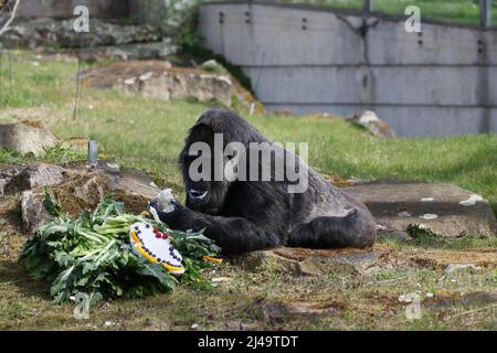 Allemagne, Berlin, 13 avril 2022. Fatou, la plus ancienne gorille féminine du monde, célèbre son anniversaire de 65th ans au zoo de Berlin. Fatou reçoit un gâteau d'anniversaire pour son anniversaire.Fatou est un gorille des basses terres de l'ouest qui vit dans le jardin zoologique de Berlin depuis 1959. Banque D'Images