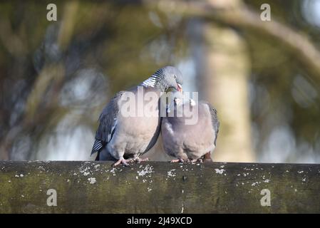 Gros plan paire de pigeons de bois communs (Columba Palumbus), pigeons de gauche s'écrasant la tête de l'autre avec son bec au printemps, au pays de Galles, au Royaume-Uni Banque D'Images