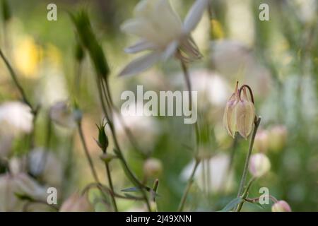 Aquilegia grandiflora dans le jardin. Banque D'Images