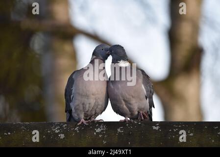 Vue rapprochée image d'une paire de pigeons de bois communs (Columba palumbus), chacun tourné vers l'autre, touchant les joues avec les yeux partiellement fermés Banque D'Images