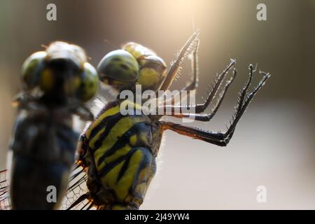 Prise de vue macro, détails de l'œil du corps. Libellule dans l'habitat naturel en utilisant comme fond d'écran ou papier peint. Le concept pour écrire un article. Banque D'Images