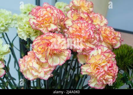 Gros plan de magnifiques œillets jaune-rose dans un fleuriste. Magnifique fond de fleurs des œillets Banque D'Images
