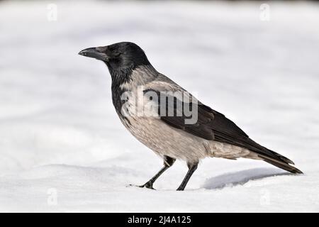 Un corbeau à capuche sur la neige au printemps Banque D'Images