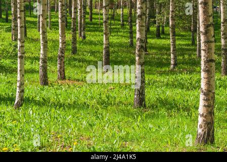 Dirch arbres sur une pelouse en herbe verte à Hollola Finlande Banque D'Images
