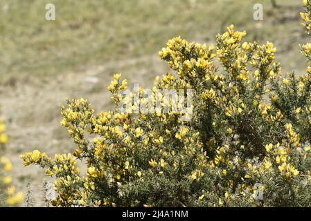 Image de gros plan illuminée d'un Bush Gorse jaune (Ullex europaeus) à droite de l'image avec Copy Space à gauche, prise en avril au Moyen-pays de Galles, au Royaume-Uni Banque D'Images