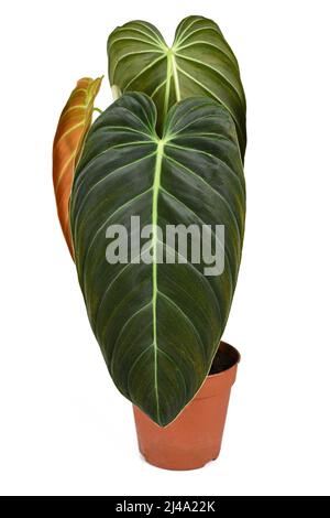 Plante maison exotique 'Philodendron Melanochrysum' avec de grandes feuilles dans un pot de fleurs sur fond blanc Banque D'Images