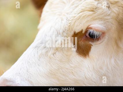 Portrait de jeunes bovins Simmental ou Swiss Fleckvieh dans une foire (bos primigenius taurus) Banque D'Images