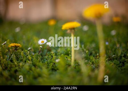 Gros plan du bokeh printanier pissenlit des fleurs. Mise au point sélective Banque D'Images