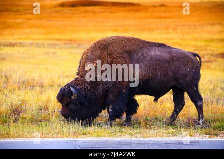 Bison en automne au parc national de Yellowstone, en Wyoming, mon premier animal sauvage dans le parc a été repéré. Banque D'Images