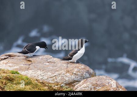 Une paire de Razorbills sur Dunstanburgh Cliffs, Northumberland, Angleterre Banque D'Images