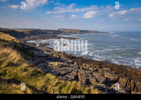 Direction nord vers Cullernose point depuis le Northumberland Coast Path, Northumberland, Angleterre Banque D'Images